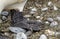 Detail photo - close-up of the black foot (the flippers) of a king penguin (APTENODYTES PATAGONICUS)