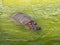 Detail Photograph of Big Huge Animal Hippo Swimming in Yellow Water