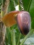 Detail photography of big banana bloom