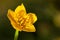 Detail photography, yellow buttercup pistils on green background in nature, spring flower background