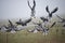 Detail picture of fleeing Barnacle geese at the North Sea Island of Pellworm