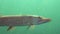 Detail of Pike fish slowly swimming around. Adventurous footage of wild pike in nature habitat. Huge water volume with vegetation