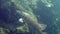 Detail of Pike fish swimming around. Adventurous footage of wild pike in nature habitat. Huge water volume with vegetation