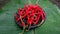 Detail of a pile of dark red chilies on a mortar with a banana leaf base