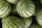 Detail of a pile of watermelons close up being sold in a fresh market