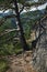 Detail of a pine on the edge of a rock