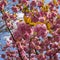 Detail of pink cherryblossoms