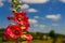 Detail of pink Common Hollyhock