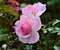 Detail of a pink floribunda flower rose