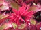 Detail of pink flower between Acalypha copperleaves