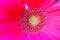 A detail of a pink flower with pistil and stamens