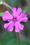 Detail of pink flower Silene dioica