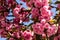 Detail of pink flowering Japanese cherry tree - Sakura