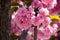 Detail of pink flowering Japanese cherry tree - Sakura