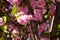 Detail of pink flowering Japanese cherry tree - Sakura