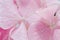 Detail of Pink hortensia, hydrangea flower close up