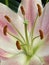 Detail of pink lily from a birthday bouquet