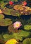 Detail of pink lotus flower in a pond blossoming in the summer