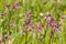 Detail of pink meadow flower ragged-robin