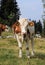 Detail on Pinzgauer cattle cow on meadows in the Austrian Alps. beautiful brown and white organizes the freshest grass without