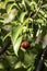 Detail of pitanga tree Eugenia uniflora  with fruits i