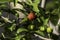 Detail of pitanga tree Eugenia uniflora  with fruits i