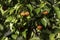 Detail of pitanga tree Eugenia uniflora  with fruits i