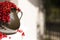 Detail of Pitcher/jug of redcurrant on a direct sunlight on a window