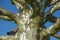 Detail of a plane tree