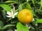 Detail of plant citrus