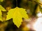 Detail of a platanus hispanica leaf with blurred background in autumn - autumnal background