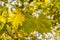 Detail of platanus hispanica leafs with blurred background