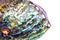 Detail of polished paua abalone shell