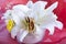 Detail of the pollen in the middle of the lily flower, close-up macro photo. emotional and romantic feelings.