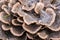 Detail of a Polypore Fungi known as turkey tail