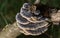 Detail of a Polypore Fungi known as turkey tail