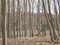 Detail of poplars forest in autumn.