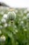 Detail of poppy head with opium latex flowing from immature macadamia Poppy seed - Papaver somniferum, in the field of bloming