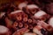 Detail of a portion of octopus cooked in galician style, pulpo a feira. Spain
