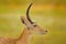 Detail portrait of antelope. Wildlife scene from nature. Lechwe, Kobus leche, antelope in the green grass wetlands with water,