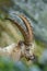 Detail portrait of antler Alpine Ibex, Capra ibex, with rocks in background, France