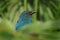 Detail portrait of Asian fairy bluebird, Irena puella, in green forest. Female of beautiful bird with turquoise feather