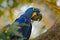 Detail portrait of beautiful big blue parrot in nature habitat. Macaw in nest hole. Nesting behaviour. Hyacinth Macaw, Anodorhynch