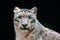 Detail portrait of beautiful big cat snow leopard, Panthera uncia. Face portrait of leopard with clear black background. Hemis Nat