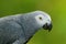 Detail portrait of beautiful grey parrot. African Grey Parrot, Psittacus erithacus, sitting on the branch, Africa. Bird from the G