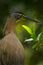 Detail portrait of beautiful heron. Bare-throated Tiger-Heron, Tigrisoma mexicanum, in nature green vegetation. Action wildlife sc