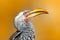Detail portrait big bill bird from Africa. Southern Yellow-billed Hornbill, Tockus leucomelas, portrait of grey and black bird wit