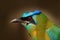 Detail portrait of bird with blue cap. Portrait of nice big bird Blue-crowned Motmot, Momotus momota, wild nature, Belize. Wildlif