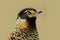 Detail portrait of bird, Spotted Laughingthrush, Garrulax ocellatus. Bird in the nature, close-up portrait. Bird from Bhutan, Chin