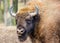 Detail portrait Bison in the dark forest, misty scene with big brown animal in nature habitat